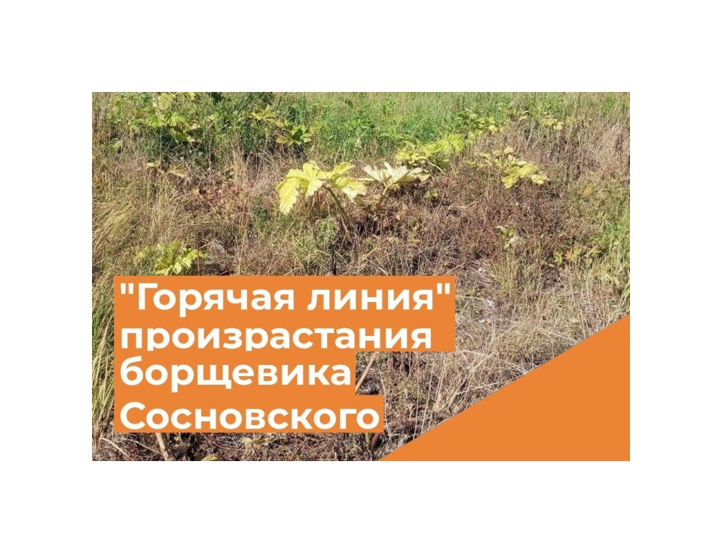 «Горячая линия» для обращения граждан и передачи сведений по выявлению произрастания борщевика Сосновского.